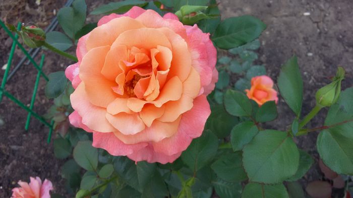 Easy does it 12-2016