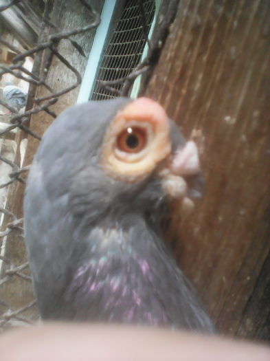 BARB polonez  de zbor Călin Tudoran Beius