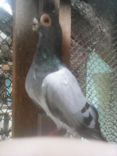 BARB de zbor Mihai Stănescu Beius1992