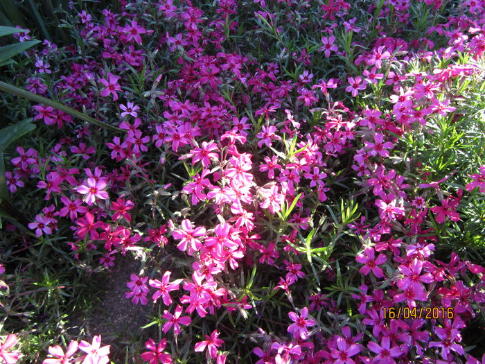 Phlox subulata (4)