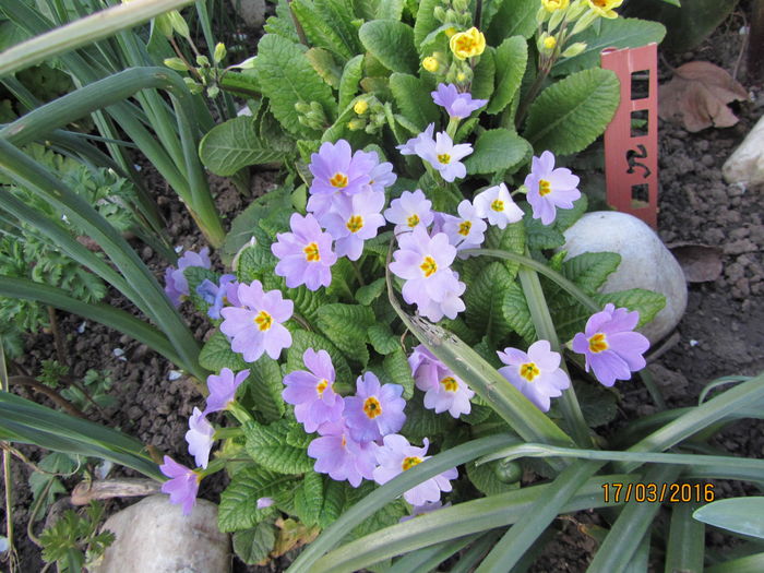 Primula (15)
