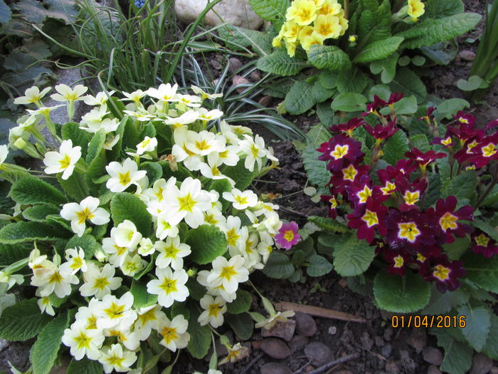 Primula (19)