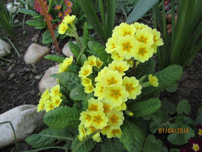 Primula (20)