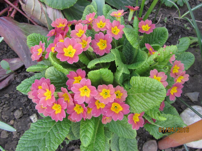 Primula (22)