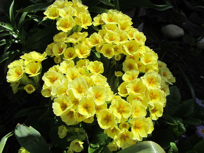 Primula (28)