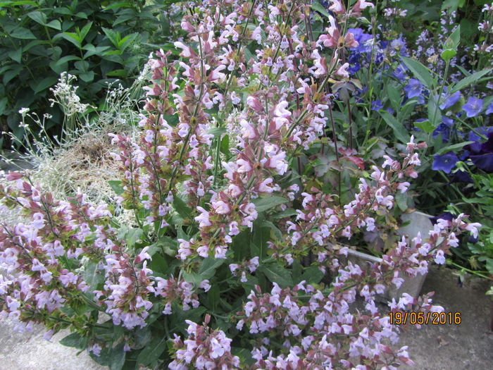 Salvia officinalis (3)