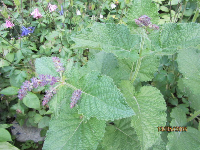 Salvia scalea (2)