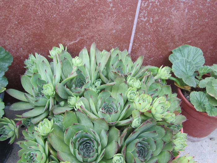 Urechelnita-Sempervivum (4)