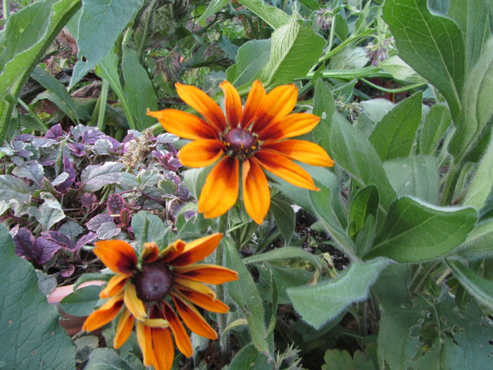 Rudbeckia