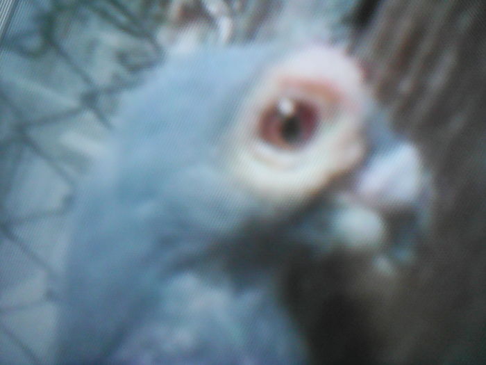 F BARB  GHIŢĂ AVRAM   Beius  2015