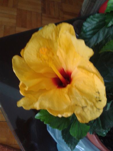 20160718_143029 - Hibiscus