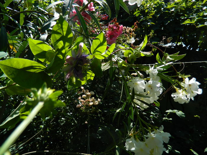 DSCN2451 - 2016 IULIE 2