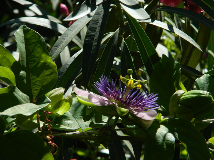 DSCN2454 - 2016 IULIE 2