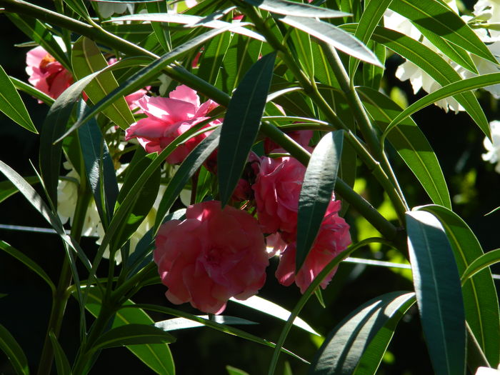 DSCN2455 - 2016 IULIE 2