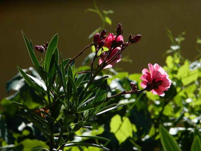 DSCN2456 - 2016 IULIE 2