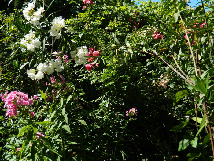 DSCN2457 - 2016 IULIE 2