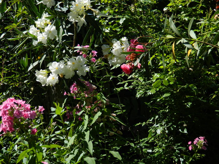 DSCN2458 - 2016 IULIE 2