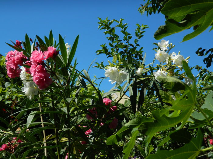 DSCN2461 - 2016 IULIE 2