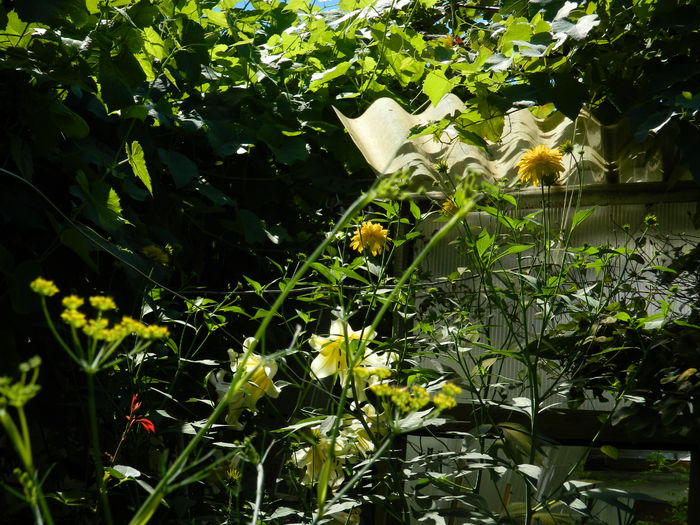 DSCN2464 - 2016 IULIE 2