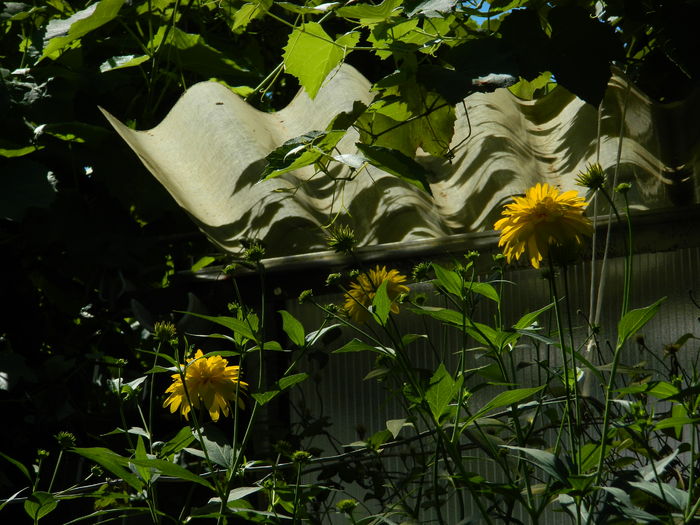 DSCN2465 - 2016 IULIE 2