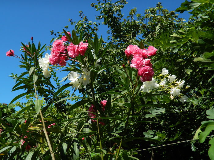 DSCN2467 - 2016 IULIE 2