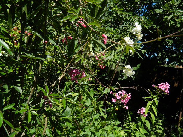 DSCN2468 - 2016 IULIE 2