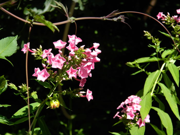 DSCN2470 - 2016 IULIE 2