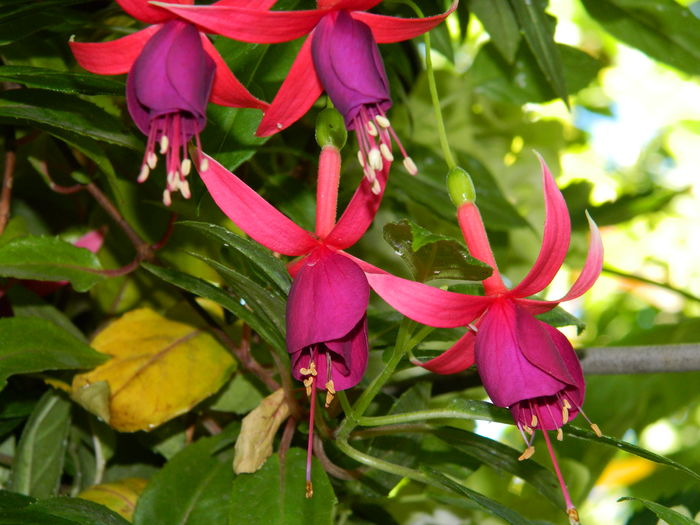 DSCN2473 - 2016 IULIE 2