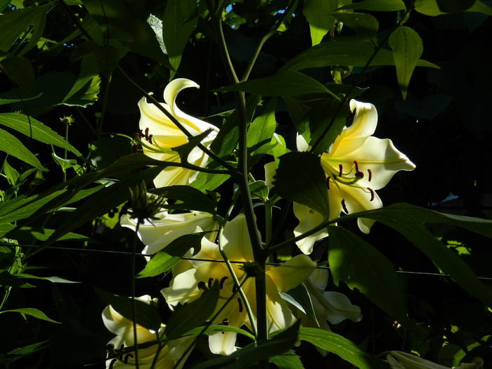 DSCN2474 - 2016 IULIE 2