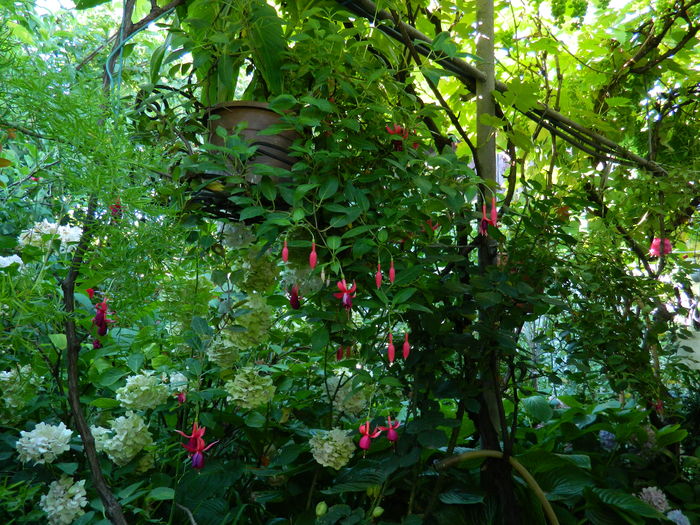 DSCN2486 - 2016 IULIE 2