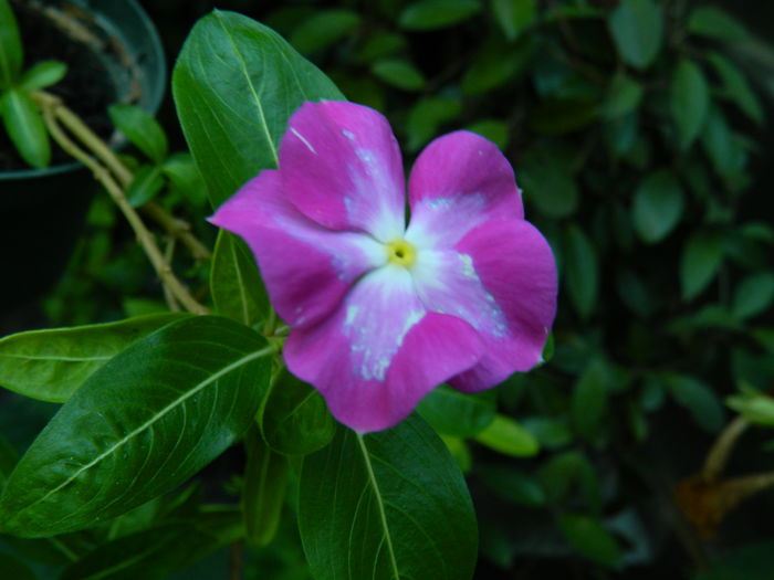 DSCN2493 - 2016 IULIE 2