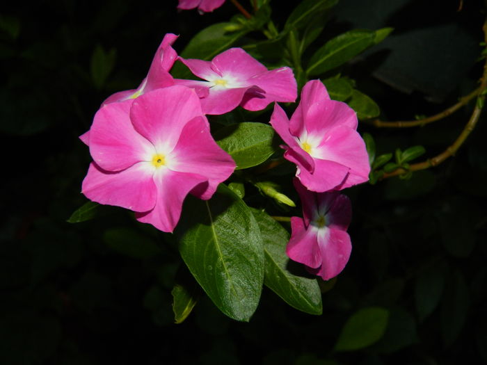 DSCN2497 - 2016 IULIE 2