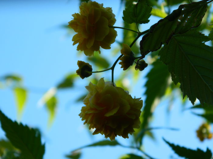 DSCN2501 - 2016 IULIE 2