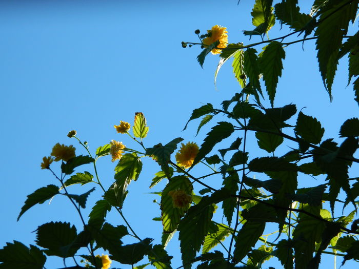 DSCN2502 - 2016 IULIE 2