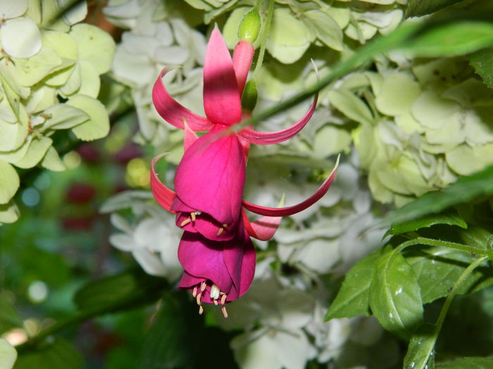 DSCN2503 - 2016 IULIE 2