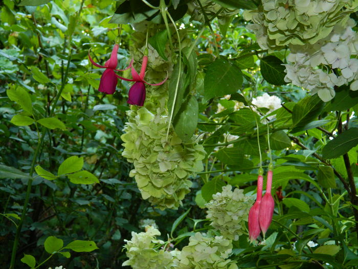 DSCN2505 - 2016 IULIE 2