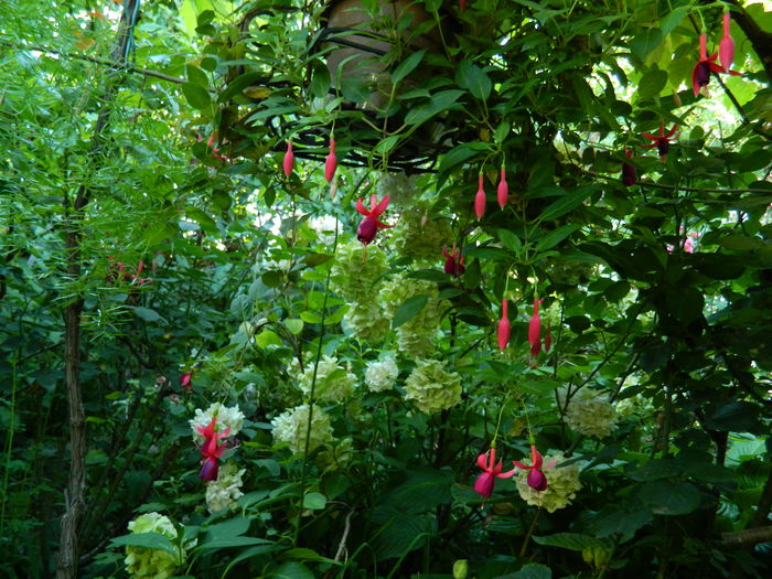 DSCN2506 - 2016 IULIE 2