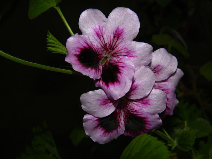 DSCN2511 - 2016 IULIE 2