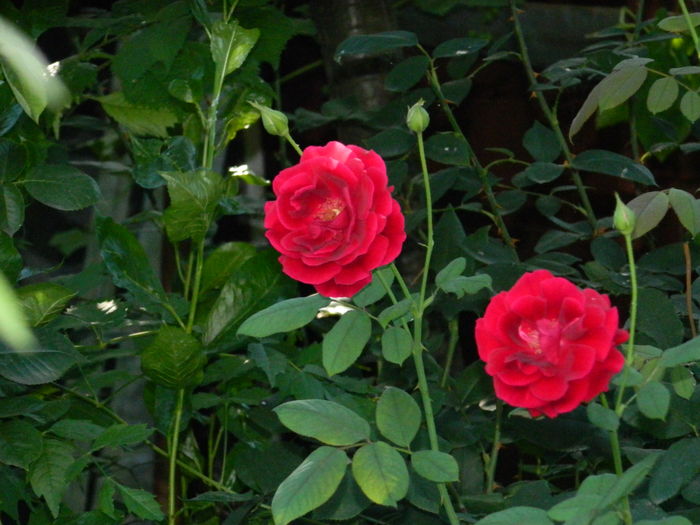 DSCN2513 - 2016 IULIE 2