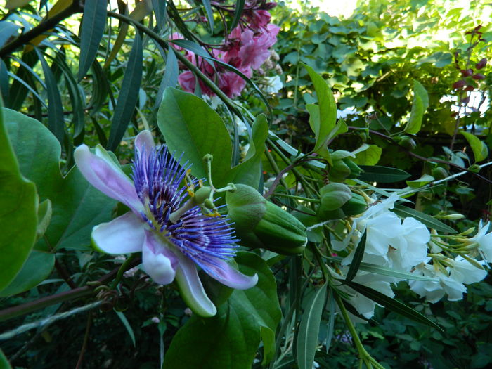 DSCN2519 - 2016 IULIE 2