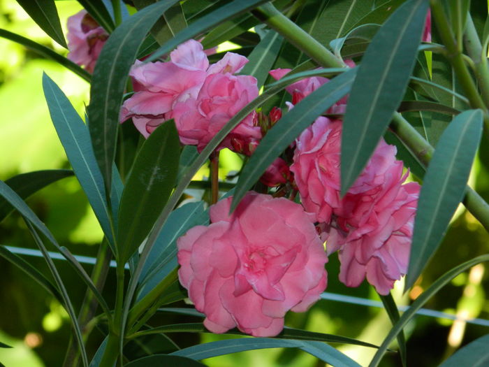 DSCN2532 - 2016 IULIE 2