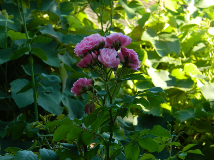 DSCN2539 - 2016 IULIE 2