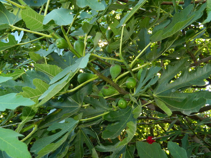 DSCN2541 - 2016 IULIE 2