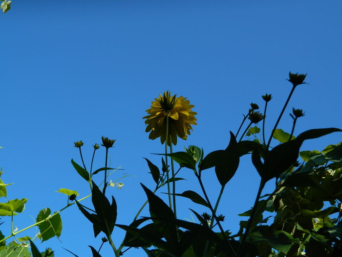 DSCN2543 - 2016 IULIE 2