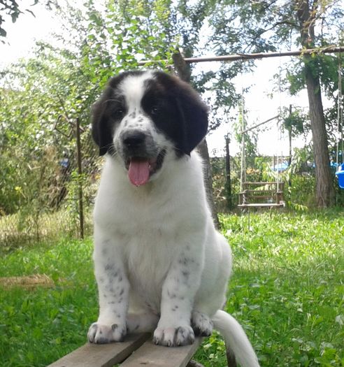 Mascul 11 s%u0103pt%u0103m