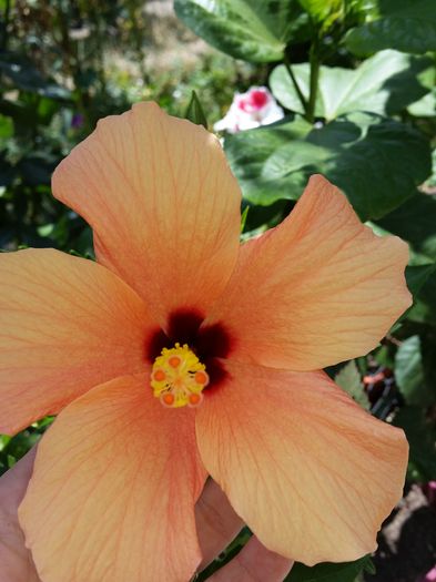  - cairo apricot