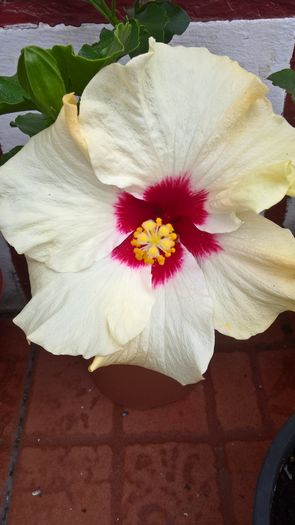 WP_20160718_15_33_56_Pro - Hibiscus Boreas White