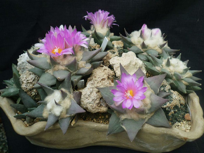 Ariocarpus confusus - achizitionat - Whish list pentru viata urmatoare1