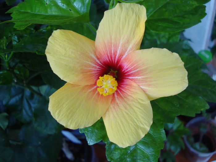 18.07.2016 - Hibiscus Cuban Variety