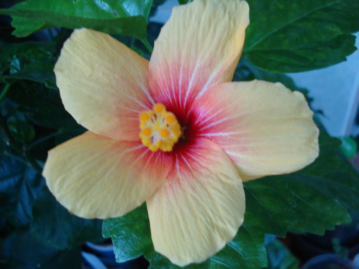 DSC06117 - Hibiscus Cuban Variety